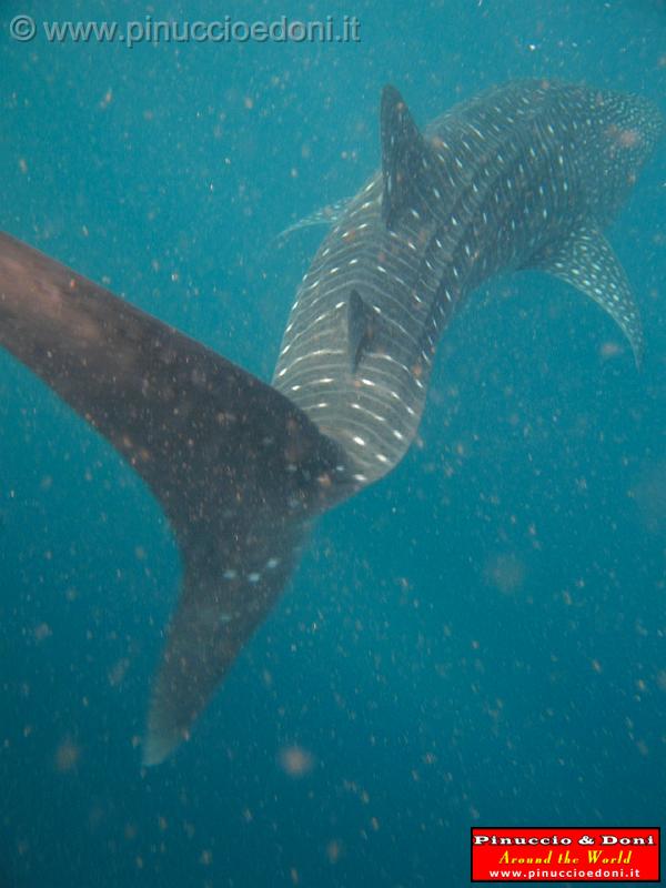 Djibouti - Whale Shark in Djibouti - 14.jpg